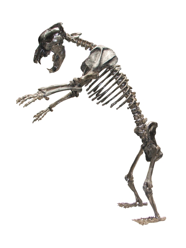 Cave bear skeleton