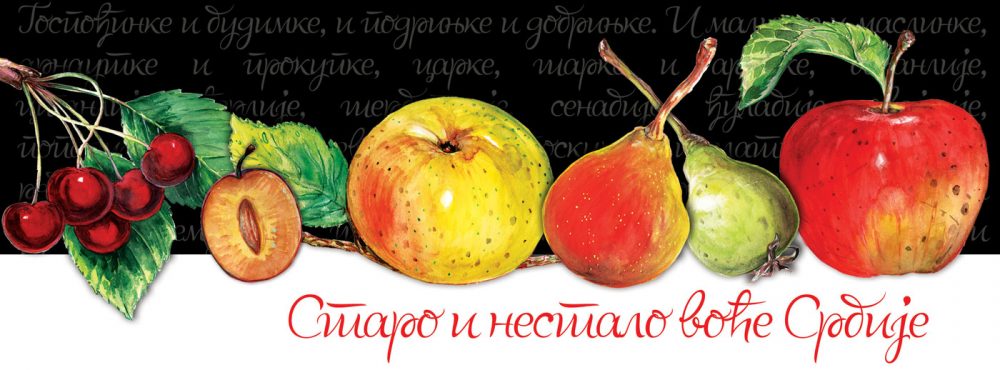 Izložba Staro i nestalo voće Srbije crtež, grafika